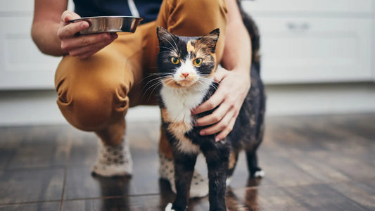 Comment Choisir le Bon Bol pour Votre Chat : Garantir Santé et Confort à chaque Repas