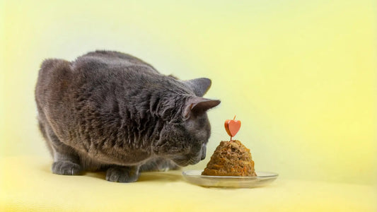 Alimentation et Hydratation : Comment Équilibrer les Deux pour la Santé de votre Chat