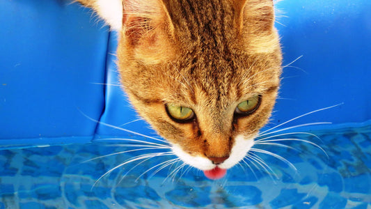 Comment introduire une fontaine à eau pour chat dans votre maison : les clés du succès