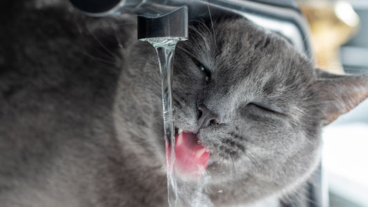 Les chats et l'eau : mythes et réalités - Ce que vous devez savoir