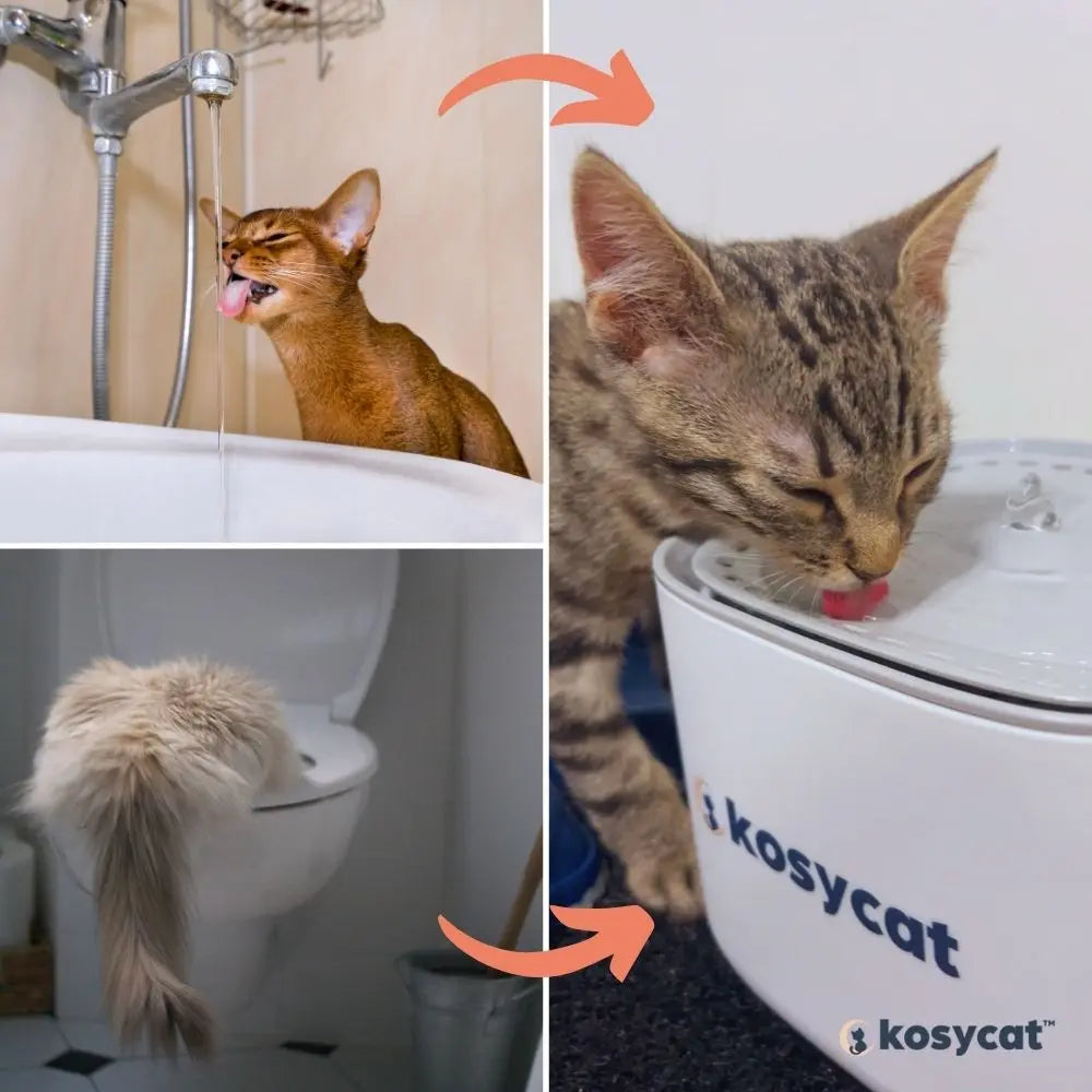 image de la fontaine à eau pour chat cubecat